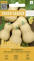 Pumpkin Musk Butterbush F1 Seeds